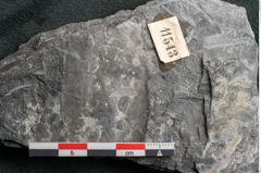 Foto (Detailansicht) von Plantae indet.  (NHMW-GEO-2024-0188-11543)